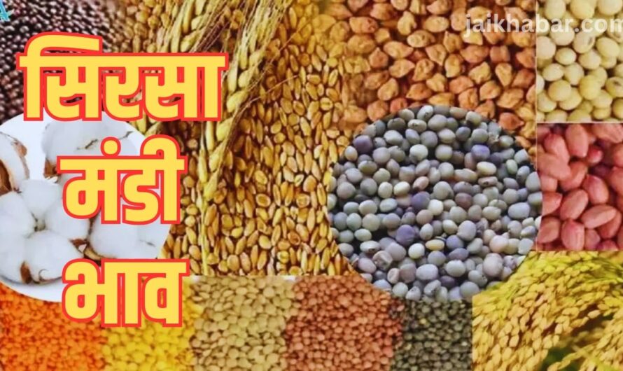 Sirsa Mandi Bhav: सिरसा मंडी में फसलों के आज के ताजा भाव, जानें पूरी जानकारी